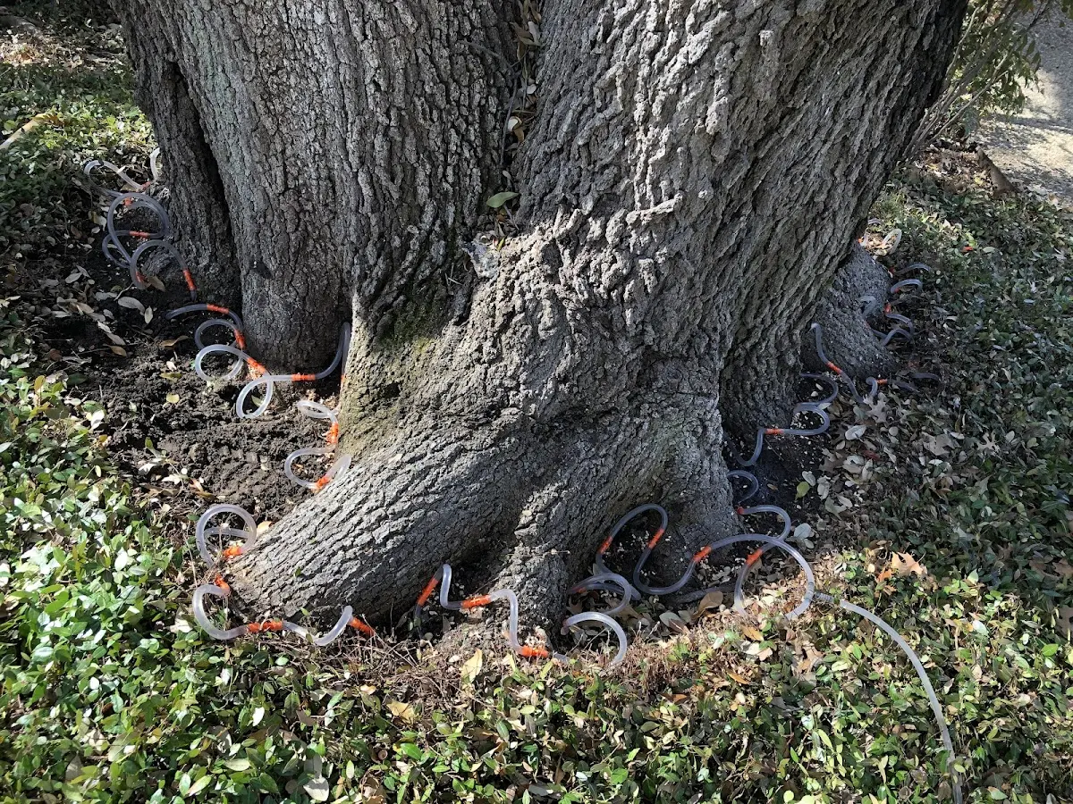 Detailed Tree Cabling and Bracing job site in Lake Station