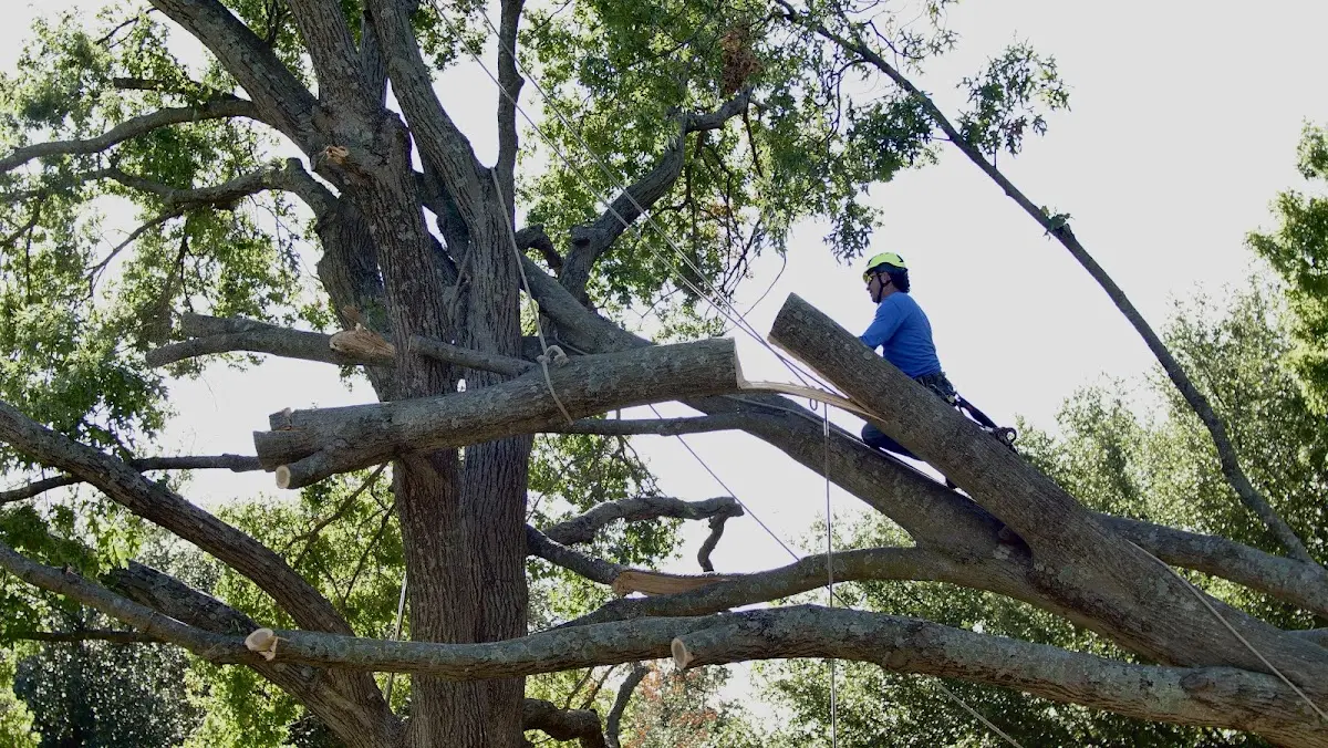 Professional Crown Thinning performed by certified arborists in Lake Station