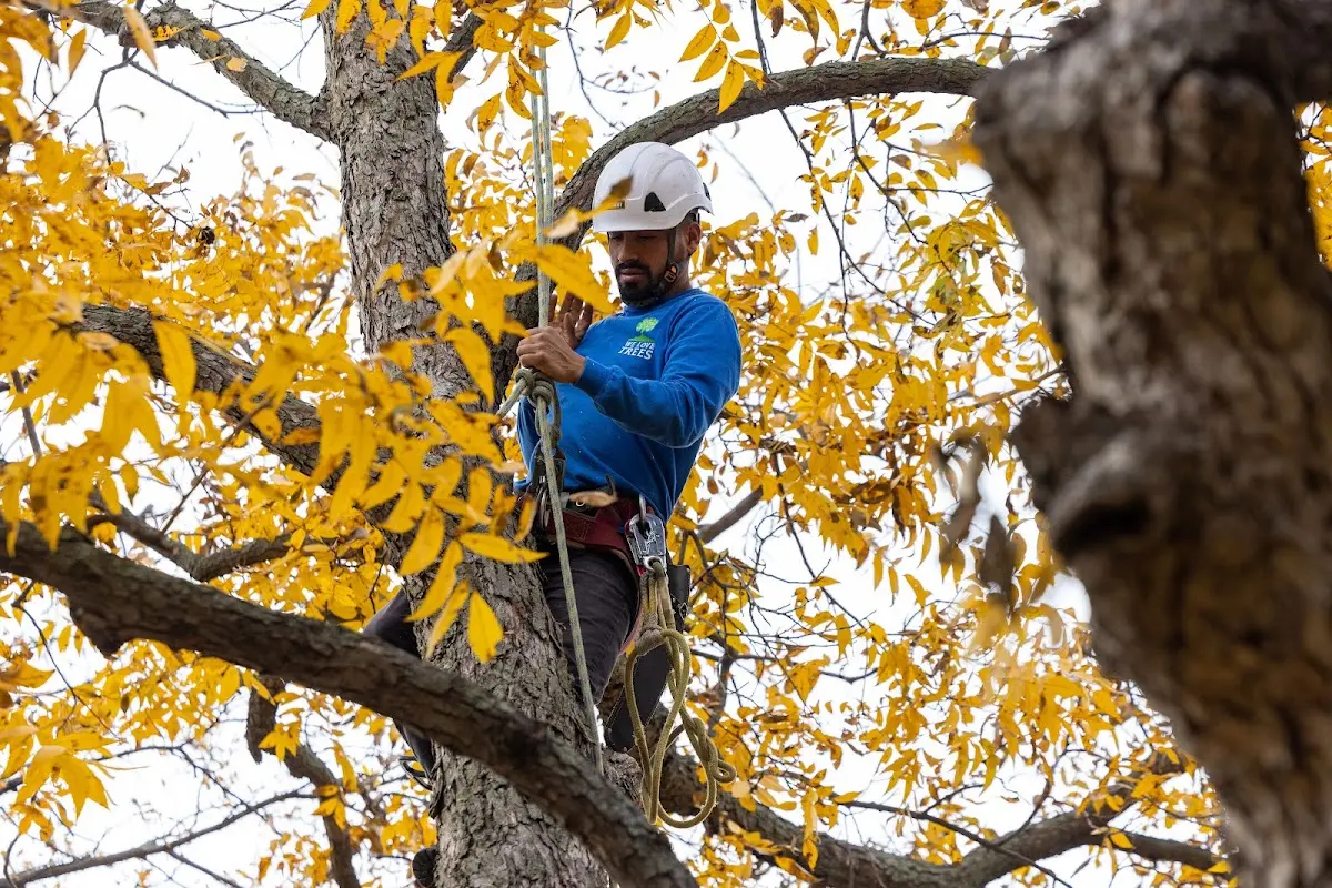 Skilled Tree Transplanting crew working in Lake Station